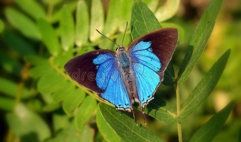 Peacock Royal butterfly open wing stock photography Open Wings, Peacock Butterfly, Urban Park, Forest Garden, Butterfly Tattoo, Stock Photography, Photo Image, Tattoo Ideas, Butterflies