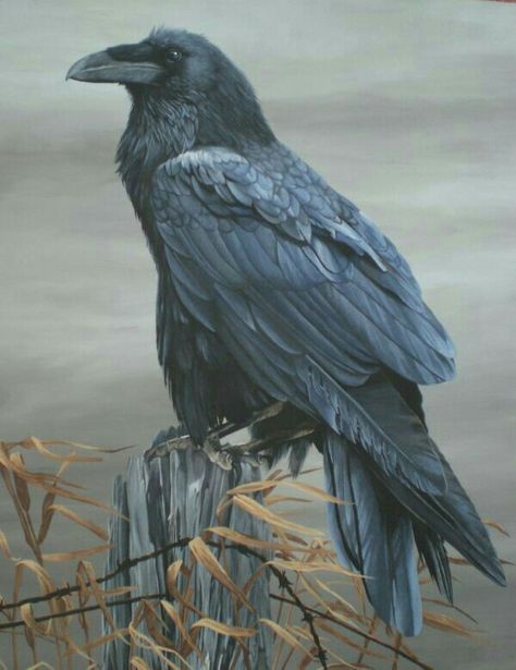 Raven Sitting on a Fence Post. The Watcher, Raven Bird, Marjolein Bastin, Raven Tattoo, Crow Art, Raven Art, Jackdaw, Power Animal, Crows Ravens