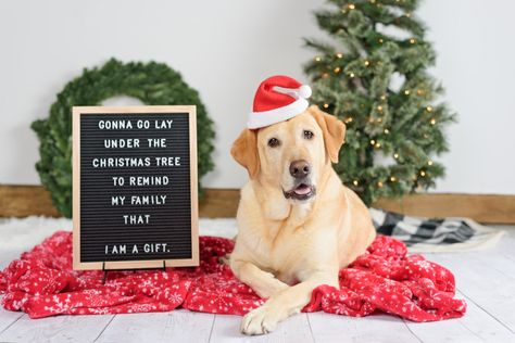 Christmas dog, holiday dog, holiday dog photography, letterboard, Christmas dog photography, studio dog photography Dog Studio Photography Christmas, Dog Photo Props, Labrador Christmas Pictures, Dog Xmas Photo Ideas, Dog Holiday Card, Christmas Card Dog Photo Ideas, Pet Holiday Photos, Dog Santa Photos, Christmas Dog Photoshoot