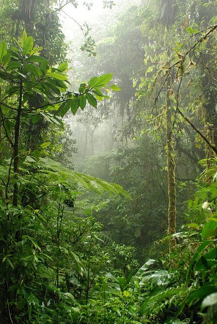 Santa Elena Cloud Forest Reserve Costa Rica | Gorgeous gorgeous gorgeous Forest Jungle Aesthetic, Rainy Rainforest Aesthetic, Tropical Rain Forest Aesthetic, Subtropical Forest, Japan Bamboo Forest Aesthetic, Jungle Art, Evergreen Forest, Magic Forest, Evergreen Plants