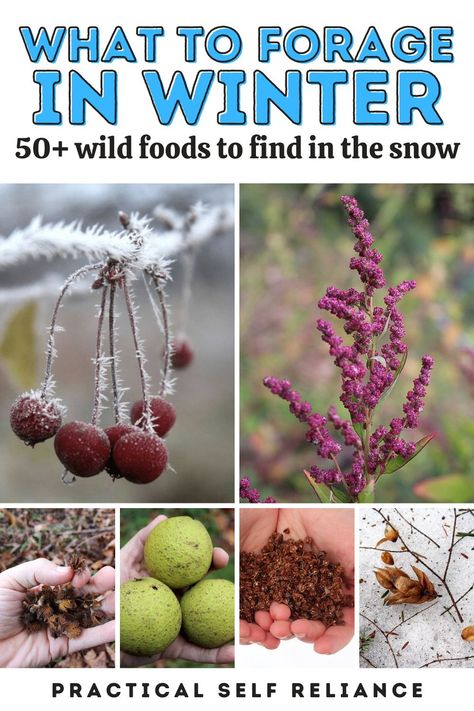 Foraging In Upstate Ny, Midwest Foraging, Foraging Tools, Foraging Calendar, Winter Foraging, Wild Crafting, Medicinal Wild Plants, Wild Foraging, Wild Food Foraging