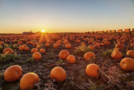 Wisconsin Foodies Pumpkin Field, Pumpkin Varieties, Best Pumpkin Patches, Large Pumpkins, Pumpkin Festival, Colorado Fall, Fall Dates, Pumpkin Farm, Fall Events