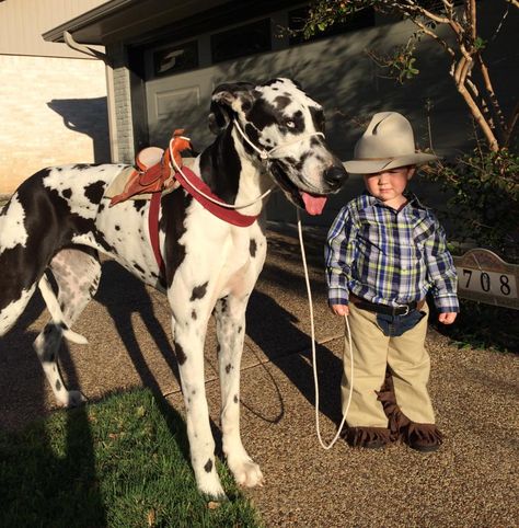 kid/Toddler and Great Dane dog halloween costume. A cowboy and his horse! Toddler And Dog Halloween Costumes, Dog And Kid Halloween Costumes, Great Dane Halloween Costumes, Toddler Horse Costume, Toddler Cowboy Costume, Dog Dino Costume, Great Dane Costume, Horse Dog Costume, Great Dane Halloween