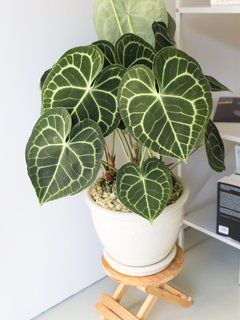 Plant Arrangements, Anthurium Plant, Plant Goals, Plant Ideas, Plant Decor Indoor, Interior Plants, Plant Aesthetic, House Plants Decor, House Plants Indoor