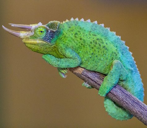 Jackson chameleon -   (Trioceros jacksonii) also known as Jackson's three-horned chameleon. - Native to East Africa, but also introduced to Hawaii and Florida. Chameleon Photography, Horned Chameleon, Types Of Chameleons, Jackson Chameleon, Lizard Dragon, Reptile Snakes, Curious Creatures, Reptiles Pet, The Courtyard