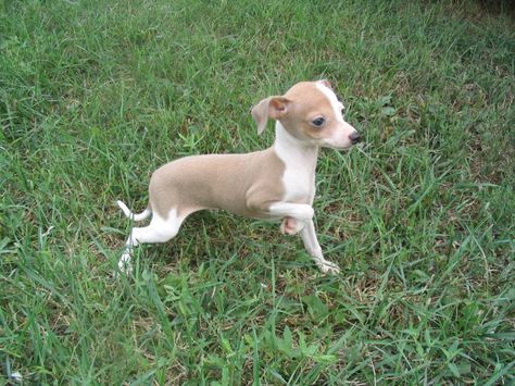 Leu the italian greyhound pup Italian Gray Hound Puppy, Mini Italian Greyhound, Italian Greyhound Puppies, Greyhound Puppy, Italian Greyhound Dog, Greyhound Art, Grey Hound Dog, Wolf Dog, Italian Greyhound