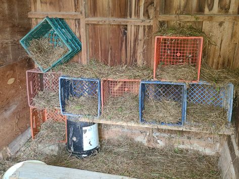 Chicken Nesting Box Ideas • Milk Crates Crate Nesting Boxes, Nesting Box Ideas, Chicken Housing, Chicken Coop Designs Diy, Chicken Nest, Chicken Head, Cute Chicken Coops, Chicken Mama, Chicken Barn