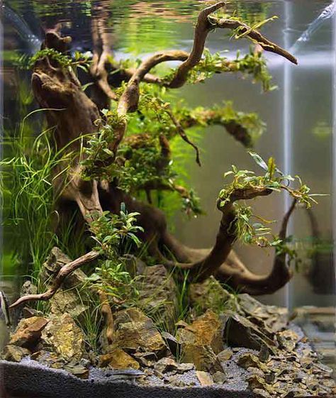 Fish Tank Terrarium, Amazing Aquariums, Cool Fish Tanks, Fish Tank Design, Aquascape Design, Aquarium Driftwood, Aquarium Terrarium, Fresh Water Fish Tank, Nano Aquarium