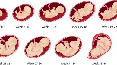 Prenatal Development Week By Week | So this week is pregnancy week number 24 or we entered the 25th week ... Baby Fruit Size, Baby Size By Week, Baby Week By Week, Pregnancy Chart, Prenatal Development, Pregnancy Due Date, 25 Weeks Pregnant, Baby Weeks, Pregnancy Calendar