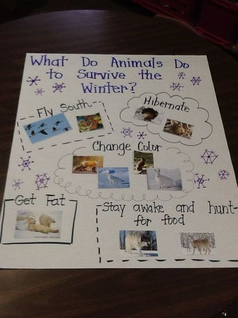 What Do Animals Do To Survive in the Winter anchor chart Hibernation Preschool, Animals That Hibernate, Animal Lessons, Winter Unit, Winter Activities Preschool, Animal Adaptations, Winter Classroom, Winter Kindergarten, Polar Animals