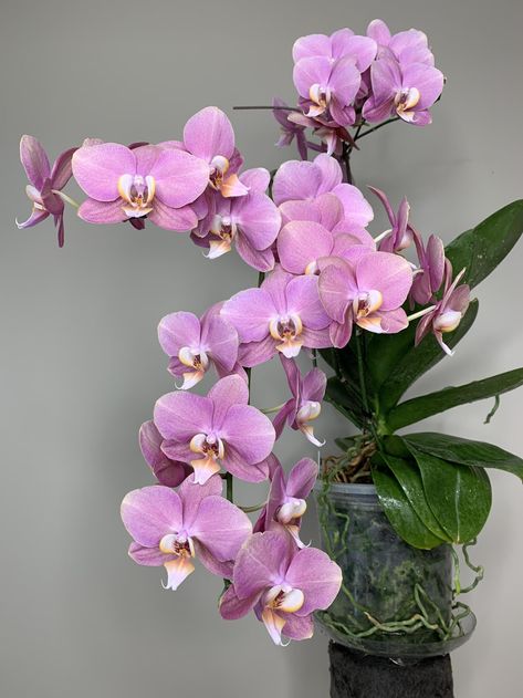 Purple Phalaenopsis Orchid, Summer Vs Winter, Phalaenopsis Orchid Care, Repotting Orchids, Hanging Orchid, Orchid Plant Care, Orchid Photography, Orchid Roots, Growing Orchids