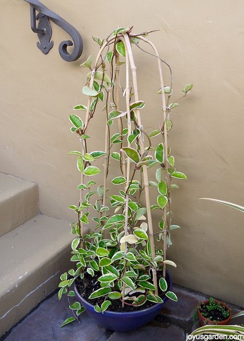 I recently repotted my Hoya & decided to train it to grow on bamboo hoops. This post & video shows you how I did it. The Hoya is so very happy now! Bathroom Plant Hangers, Diy Hoya Trellis, Hoya Trellis, Fancy Plants, Fast Growing Flowers, Trellis Diy, Door Plans, Garden Improvement, Easy To Grow Houseplants