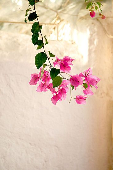 * Collection Board, Bougainvillea, Beautiful Blooms, Love Flowers, Flower Wallpaper, Flowers Photography, My Flower, Pretty Flowers, Flower Power