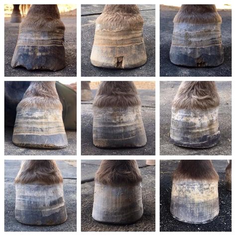 Horse Hoof Care, Hoof Trimming Horse, Horse Hoof Cleaning Video, Donkey Hoof Trimming, Hoof Oil For Horses, Natural Horse Hoof Care, Best Trimmer, Farrier Tools, Illidan Stormrage