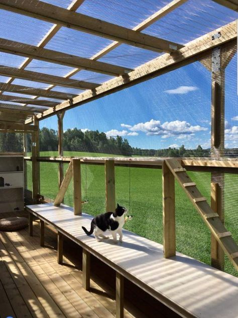 Catios For Cats Window, Cat Patio Enclosure, Catio Ideas Cat, Cat Catio, Outside Cat Enclosure, Diy Cat Tent, Catio Ideas, Katt Diy, Cat Habitat