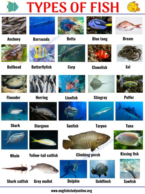 Types of Fish: List of 29 Popular Fish Names with Pictures in English - English Study Online Eld Strategies, Animals Name List, Fish Names, Fish Chart, Animals Name In English, Fish Types, Fish List, Different Fish, Fish Species