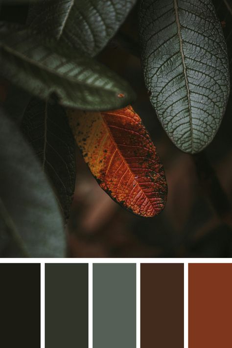 This earthy color palette features a single red and orange leaf amidst dark green foliage, creating a striking contrast. The vibrant autumnal colors stand out against the deep, muted greens, highlighting the changing season and the beauty of nature. Burnt Sienna Color Palette, Dark Green Color Combinations, Backyard Bunkie, Wedding Pamphlet, Dark Green Color Palette, Green Earth Tone, Color Scheme Generator, Earth Colour Palette, Terracotta Color Palette