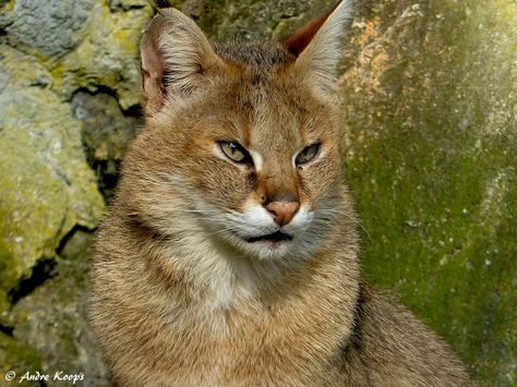 jungle cat (Felis chaus) Black Footed Cat, Pallas Cat, Mountain Cat, Tiger 2, Cats Of The World, Jungle Cats, Pallas's Cat, Jaguar Leopard, Cat Fishing