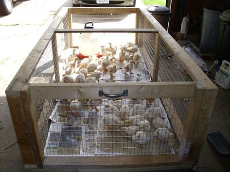 20 DIY Poultry Brooders from Low Cost to Beautiful and Durable Brooder Box Ideas Diy, Chicken Cop, Diy Chicken Brooder, Duck Habitat, Brooder Ideas, Chicken Brooder Box, Chicken Waterer Diy, Chicken Coups, Chick Brooder