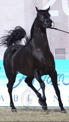 Black Arabian Horse, Egyptian Arabian Horses, Stallion Horse, Stallion Horses, Arabian Stallions, Beautiful Horse Pictures, Amazing Animal Pictures, Beautiful Arabian Horses, Stunt Doubles