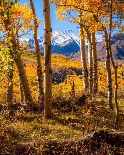 Aspen Trees Photography, Colorado Fall, Visit Colorado, Aspen Trees, Autumn Scenes, Tree Photography, Walk In The Woods, Autumn Beauty, Fall Pictures