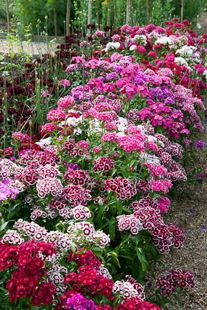 Sweet William aka Dianthus Sweet William Flowers, Flowers Growing, Sweet William, Garden Area, Have Inspiration, Wildflower Seeds, Gorgeous Gardens, Garden Cottage, Types Of Flowers