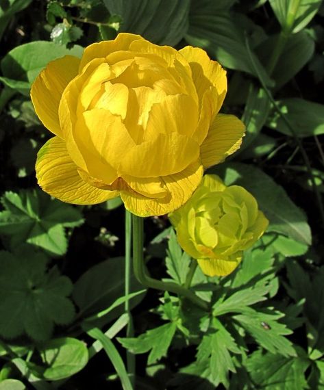 Globeflower (Trollius europaeus) is a perennial flowering plant growing to 60cm high with a bright yellow, globe-shaped flower. The colourful petaloid sepals hide 5–15 inconspicuous true petals with nectaries at their base and a large number of stamens. Each flower produces a large number of wrinkled follicles. The leaves are deeply divided into 3–5 toothed lobes. It grows in damp ground in shady areas, woodland and scrub, flowering in Summer. It is the county flower of Co Fermanagh. Trollius Flower, Trollius Europaeus, Globe Flower, Plant Growing, Bright Yellow, My Flower, In Summer, Perennials, Planting Flowers