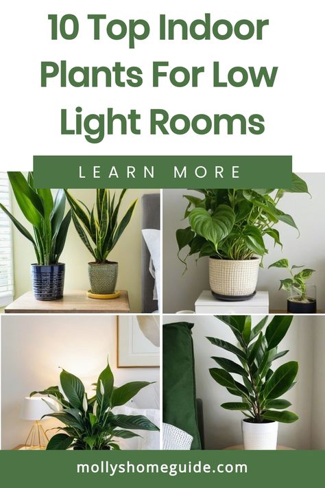 Discover the best indoor plants for low light bedrooms that are perfect for brightening up any space without much sunlight. These easy, care-free houseplants thrive in darker corners and are ideal for bedrooms or bathrooms with no windows. Create a tranquil atmosphere with cat-safe, pet-friendly options that require low maintenance. Add a touch of greenery to your decor with these stylish indoor plants that are perfect for any room in your home. Elevate your space with these beautiful, low light Plant In The Bathroom, Plant Lights Indoor Setup Living Room, Low Light Bedroom, Bathrooms With No Windows, Indoor Plants Decor Bedroom, Light Bedrooms, Bathroom Plants No Sunlight, Indoor Plants For Low Light, Plants For Low Light