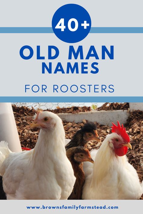 White Rooster Sitting Rooster Names Funny, Man Names, Buff Chicken, Brahma Rooster, Rooster Names, Bird Names, Brahma Chicken, Old Man Names, Grey Bird