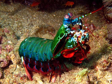 Harlequin mantis shrimp have the most sophisticated visual system in the world, with 16 different types of photoreceptors. Manta Shrimp, Rainbow Shrimp, Aqua Planet, Undersea Creatures, Mantis Shrimp, Aquatic Creatures, Fauna Marina, Water Creatures, Life Under The Sea