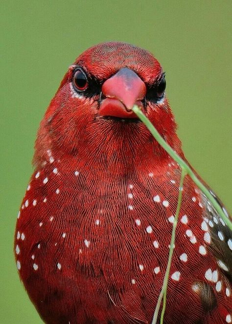 Strawberry Finch, Shivamoga, State of Karnataka Strawberry Finch, Birds Colorful, Finches Bird, Kinds Of Birds, Wild Creatures, Nature Birds, Bird Cards, Bird Garden, Pretty Birds