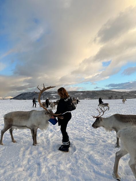 Winter, reindeer, norway, snow, snow outfit, snow looks, snow, tromsø, winter outfit, winter looks, winter travel Winter Norway Outfit, Tromso Norway Winter Outfit, Norway Winter Aesthetic, Norway Outfit Winter, Norway Aesthetic Winter, Reindeer Aesthetic, Tromso Norway Winter, Norway Snow, Norway In Winter