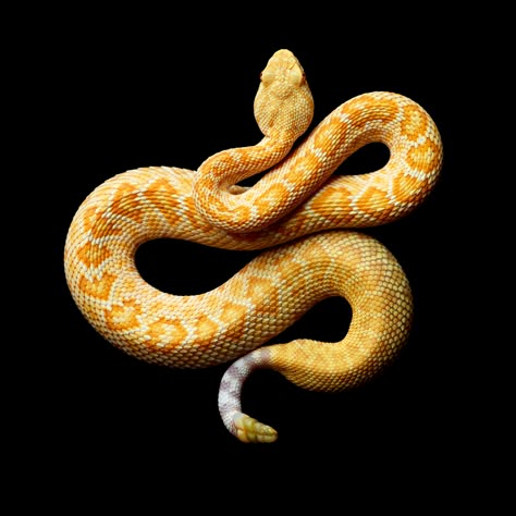 Snake Photos, Pretty Snakes, Snake Wallpaper, Pit Viper, Cute Reptiles, Snake Venom, Cute Snake, Snake Art, Beautiful Snakes