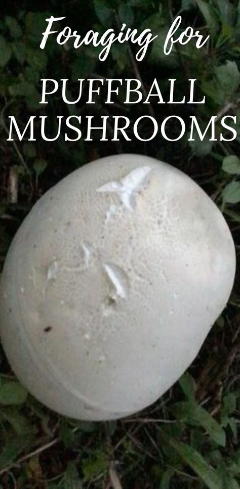 Foraging For Mushrooms, Giant Puffball Mushroom, Giant Puffball Mushroom Recipe, Puffball Mushroom Recipes, Puff Ball Mushroom, Identifying Mushrooms, Mushroom Harvesting, Medical Mushrooms, Food Mushrooms