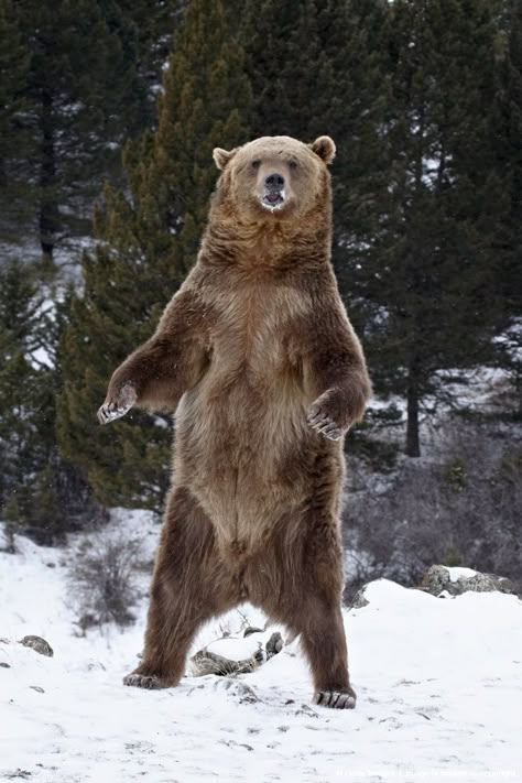 Grizzly bear Snowy Animals, Montana Wildlife, Bear Reference, Bear Standing, Sun Bear, Bear Attack, Grizzly Bears, Brown Bears, Montana Usa