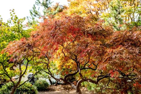 How to Grow and Care for Inaba Shidare Japanese Maple Bloodgood Japanese Maple, Italian Cypress Trees, Jacaranda Tree, Acid Loving Plants, Live Tree, Japanese Maple Tree, Landscape Elements, Plant Diseases, Cypress Trees