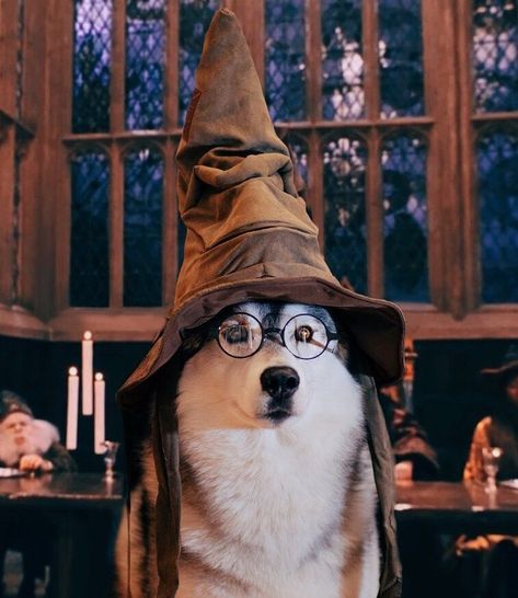 Image Dog Costumes Homemade, Harry Potter Dog, Harry Potter Pets, Cute Harry Potter, Diy Dog Costumes, Harry Potter Costume, Pet Halloween Costumes, Dog Halloween Costumes, Dog Costumes