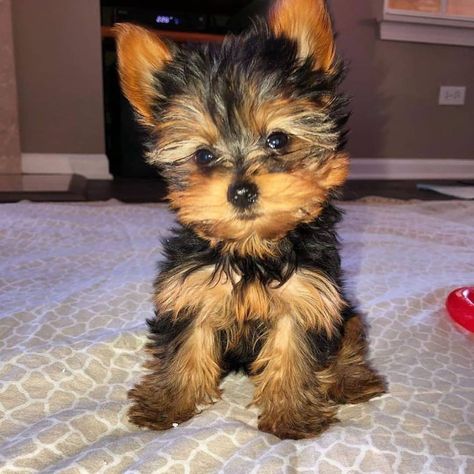 Awesome Male and Female Yorkie Puppies texas, houston. We have one male and one female outstanding AKC Brown Teacup Yorkie puppies. Perfect for you.. #445815 Parti Yorkies, Micro Teacup Yorkie, Puppies Yorkie, Yorkie Puppies For Adoption, Parti Yorkie, Teacup Yorkie For Sale, Yorkie Puppies For Sale, Yorkies For Sale, Morkie Puppies