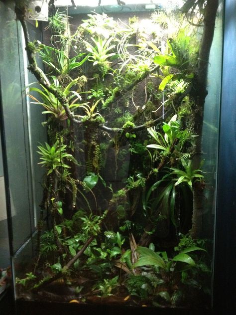 Tree Frog Terrarium, Frog Vivarium, Dart Frog Vivarium, Gecko Vivarium, Chameleon Cage, Bioactive Vivarium, Tropical Terrariums, Frog Terrarium, Frog Tank