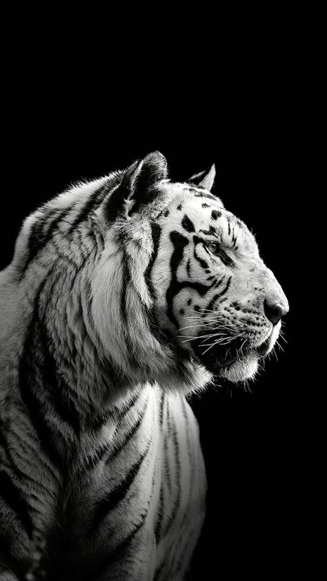 Black and white tiger Tiger Fotografie, Cubs Wallpaper, White Tiger Cubs, Snow Tiger, Tiger Photography, Tiger Cubs, Tiger Images, Amazing Wallpapers, Paint Inspo