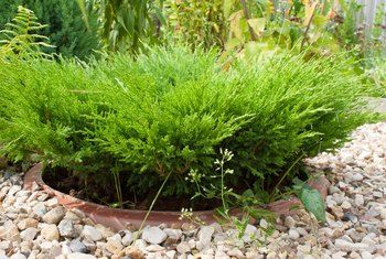 Juniper Shrub, Juniper Plant, Best Ground Cover Plants, Juniper Bush, Drought Tolerant Shrubs, Yard Area, Garden Floor, Hillside Landscaping, Front Landscaping