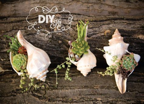 Coastal DIY: Seashell planters Shelled Planters Coastal DIY ... Terrariums Diy, Beach Inspired Decor, Succulent Cuttings, Hanging Succulents, Terrarium Diy, Succulent Terrarium, Cactus Y Suculentas, Succulents Diy, Miniature Garden