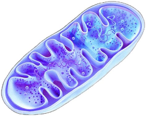 This is the process of mitochondrial biogenesis (MB) - and it’s pretty spectacular. MB was first discovered in 1967 by Professor of Medicine John Holloszy when his research showed that prolonged endurance training resulted in a two-fold increase of mitochondrial content levels. 🔬 ⁠ ⁠ It’s thanks to MB that certain organs in your body (like your brain🧠, heart🫀 and muscles💪) have high enough quantities of mitochondria to help them carry out their energy-intensive jobs within you. Endurance Training, The Cell, The Energy, Your Brain, Biology, Muscles, Did You Know, Medicine, Energy