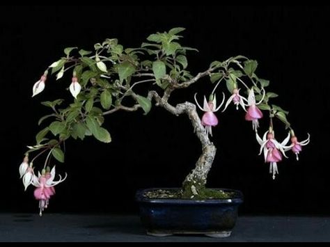 Fushia Bonsai Bonsai Tree Care, Bonsai Flower, Mini Bonsai, Japanese Bonsai, Fuchsia Flowers, Indoor Bonsai, Bonsai Art, Miniature Trees, Bonsai Plants