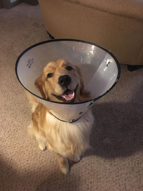 Cone of Shame? More like Cone of Happiness! Thing To Learn, Pet First Aid, First Aid Course, Cone Of Shame, Basic Training, As Humans, First Aid, The Worst, Dog Bowls