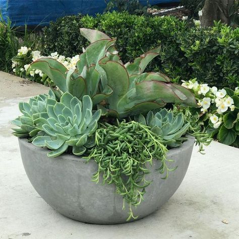 Haven Landscape Design on Instagram: "Working on some finishing touches. #pots #columntoppers #pottedsucculents #thrillfillspill #gardenpots #gardendesign #createyourhaven" Side Gardens, Bohemian Glamour, Front Yards Curb Appeal, Outdoor Space Design, Concrete Planter, Christmas Idea, Side Garden, Home Landscaping, Concrete Planters