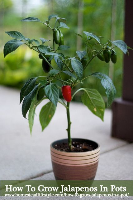 How To Grow Jalapenos In Pots - From Seeds Or Seedlings... How To Grow Jalapenos, Strawberries In A Pot, Grow Jalapenos, Growing Jalapenos, Shed Inspiration, Retirement Cottage, Jalapeno Plant, How To Grow Strawberries, Plant Witch