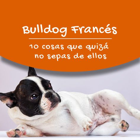 Bull Dogs Frances, Bulldog Francese, Barbie Fashionista, Bulldog Puppies, Sea Blue, Pug, Animals And Pets, Boston Terrier, French Bulldog