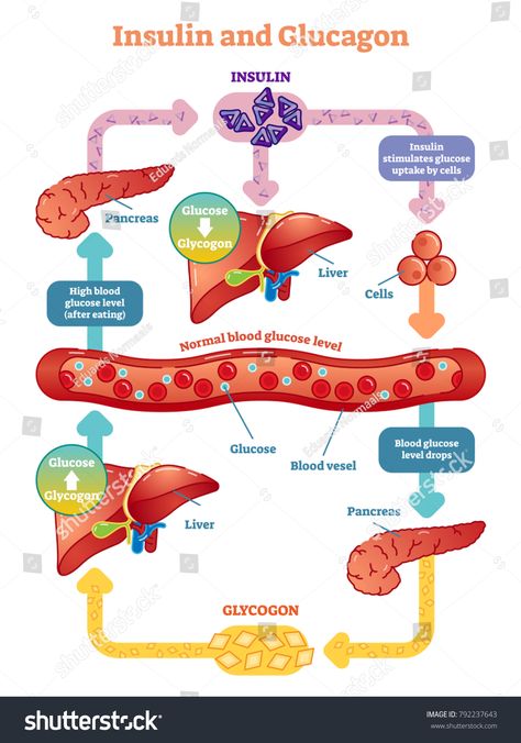 Insulin and glucagon vector illustration diagram. Educational medical information. \n #Ad , #SPONSORED, #vector#illustration#Insulin#glucagon Basic Anatomy And Physiology, Medical School Studying, Medical School Essentials, Human Anatomy And Physiology, Biology Notes, Medical Anatomy, Medical Laboratory, Blood Glucose, Endocrine System