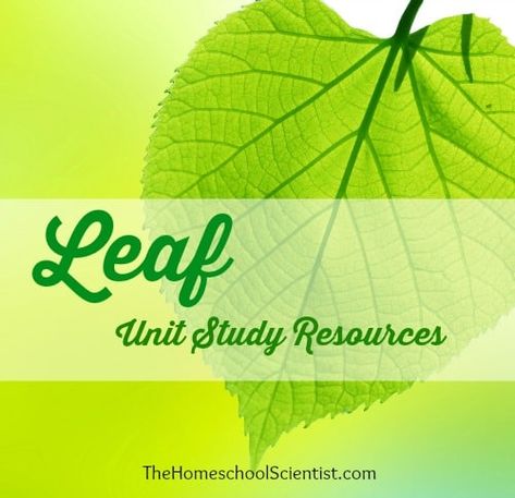 Leaf Unit Study Resources Things To Study, Leaf Lesson Plans, Leaves Project, Leaf Lessons, Tree Unit, Unit Study Ideas, Homeschool Science Experiments, Nature Notebook, Fall Science